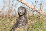 BEDLINGTON TERRIER 110